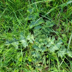 milk thistle thumbnail 3