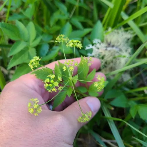Western Sweet-cicely