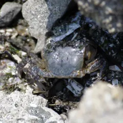 Yellow Shore Crab thumbnail 4