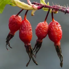 Prickly Wild Rose thumbnail 4