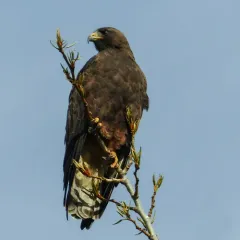Swainson's Hawk thumbnail 4