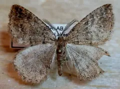 Drepanulatrix foeminaria thumbnail 2