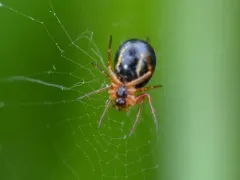 Small Orbweaver thumbnail 3