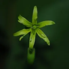 Bluebead lily