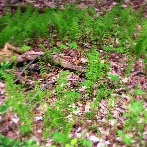 Eastern Chipmunk