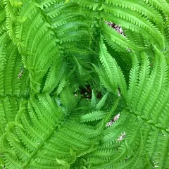 ostrich fern thumbnail 2