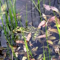 Northern Leopard Frog thumbnail 1