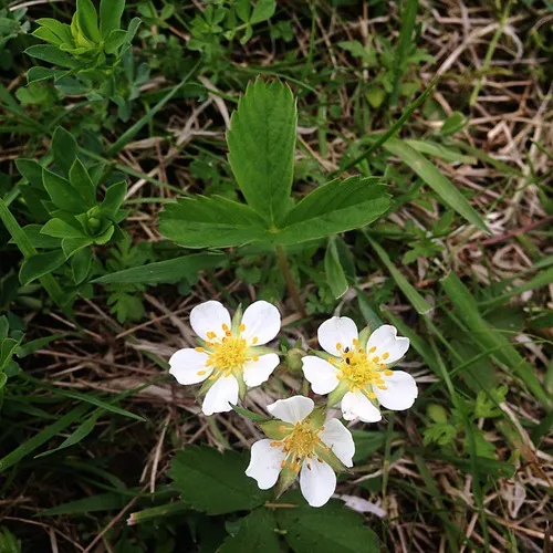 woodland strawberry