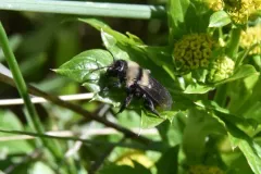 Black-banded Mining Bee thumbnail 2