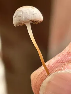 Psathyrella potteri thumbnail 2