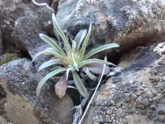 Bristle-Flowered Collomia thumbnail 2