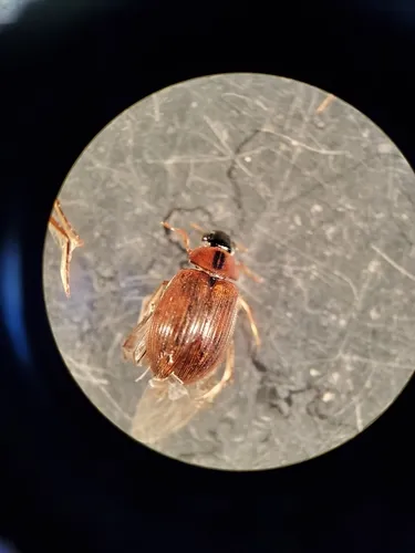 Berosus fraternus