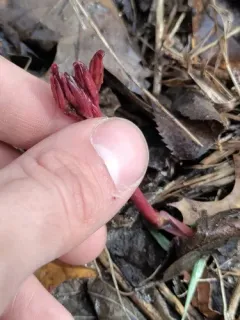 Chinese peony thumbnail 2