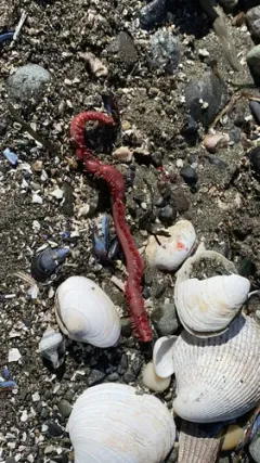 American bloodworm thumbnail 3