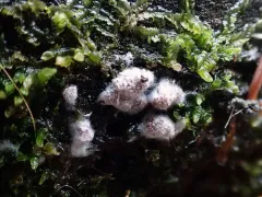 Myriococcum praecox thumbnail 4