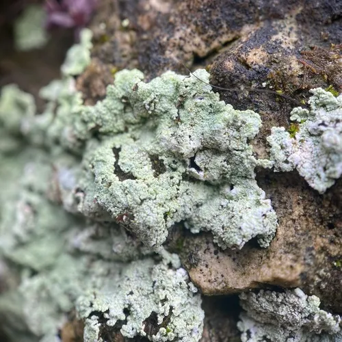 Fluffy Dust Lichen