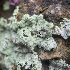 Fluffy Dust Lichen thumbnail 1