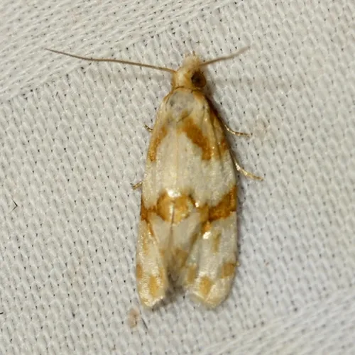 Rings' Cochylid Moth
