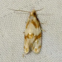 Rings' Cochylid Moth thumbnail 1