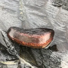 Reddish Brown Sea Cucumber thumbnail 3