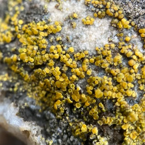 Hidden Goldspeck Lichen