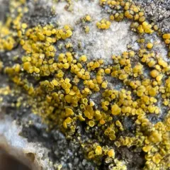 Hidden Goldspeck Lichen thumbnail 1