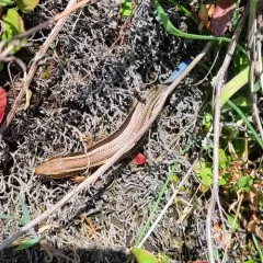 Western Skink thumbnail 2