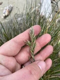 beach bluegrass thumbnail 2