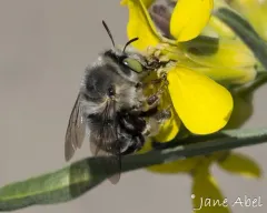 Anthophora crotchii thumbnail 2