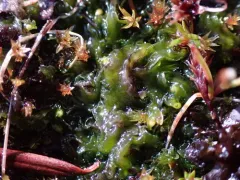 Phymatoceros bulbiculosus thumbnail 2