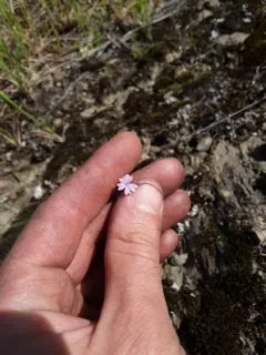Hairypink thumbnail 2