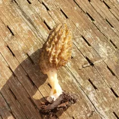 Landscaping Black Morel thumbnail 3