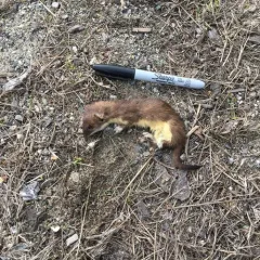 American Ermine thumbnail 4