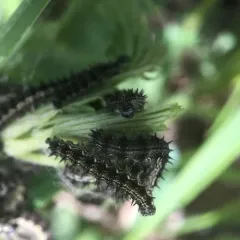 Milbert's Tortoiseshell thumbnail 3