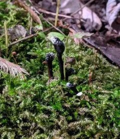 Hypomyces papulasporae thumbnail 1