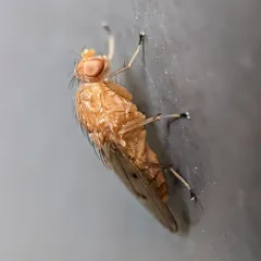 Suillia quinquepunctata thumbnail 1