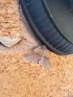 Gray Spring Zale Moth thumbnail 4
