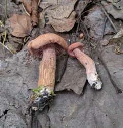 Laccaria nobilis thumbnail 2