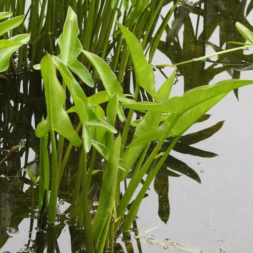 Green Arrow Arum