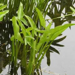 Green Arrow Arum thumbnail 1