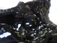 Myrothecium inundatum thumbnail 2