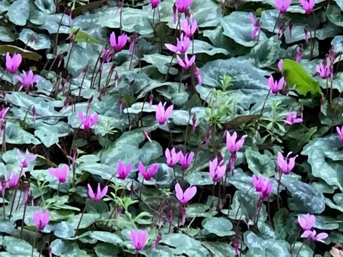 Spring Sowbread