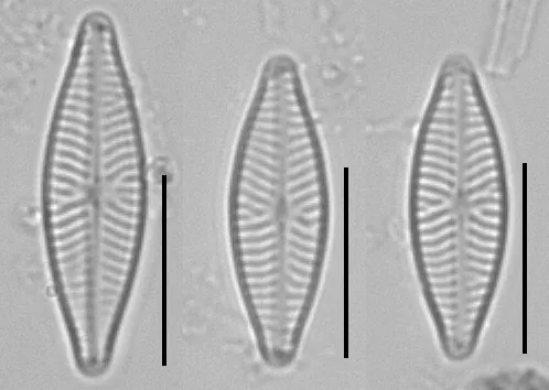 Navicula caterva