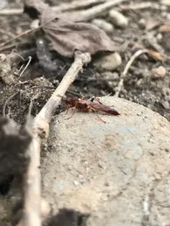 Ectopimorpha wilsoni thumbnail 3