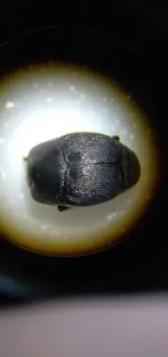 Hypocaccus bigemmeus thumbnail 2