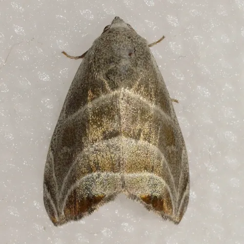 Bagisara gulnare