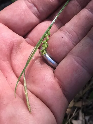 Slender Loose-flowered Sedge