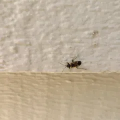 bright-spotted groundbug thumbnail 4
