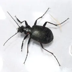 Wilcox's Spring Caterpillar Hunter thumbnail 1