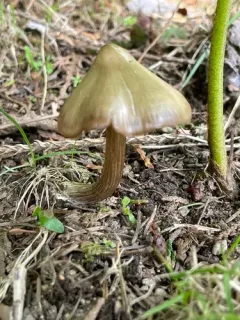Entoloma subcapitatum thumbnail 4